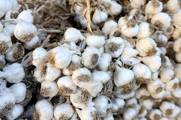 Fresh raw garlic presented at a an agricultural products fair.