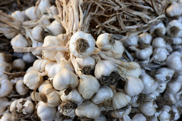 Fresh raw garlic presented at a an agricultural products fair.
