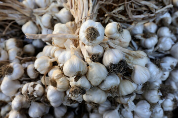 Fresh raw garlic presented at a an agricultural products fair.

