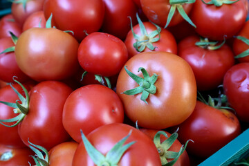 Fresh and appetizing tomatoes presented at a an agricultural products fair.
