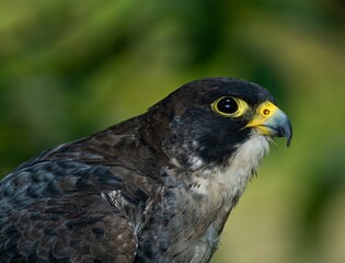 red tailed hawk