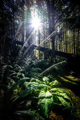 tropical forest at night