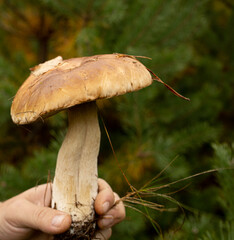 large white mushroom in a man's hand, edible white mushroom, king of mushrooms, huge white mushroom