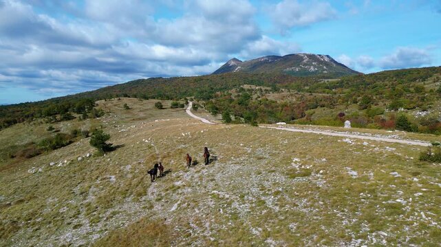 Aerial view of wild horses grazing near Mount Učka (Ucka) ridge and Vojak peak, with winding road and autumn landscape by Brgud and Mala Učka, Istria, Croatia