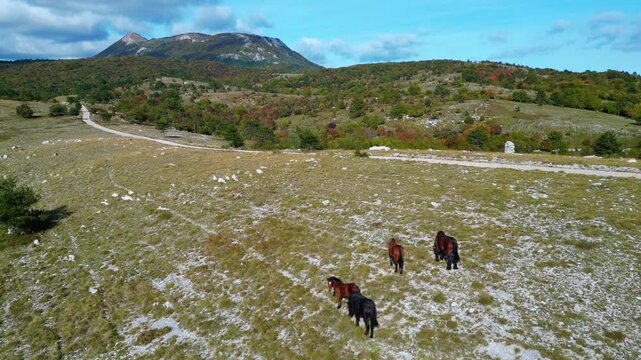 Aerial view of wild horses grazing near Mount Učka (Ucka) ridge and Vojak peak, with winding road and autumn landscape by Brgud and Mala Učka, Istria, Croatia