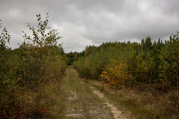 Obraz premium Scenic autumn pathway between tall bushes and trees