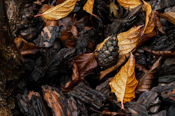 Autumn still life after a heavy rain