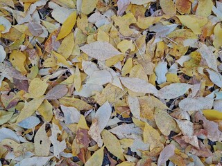 autumn leaves on the ground