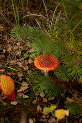 Fly agaric mushroom under small pine tree in autumn woods
