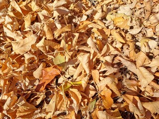 autumn leaves background