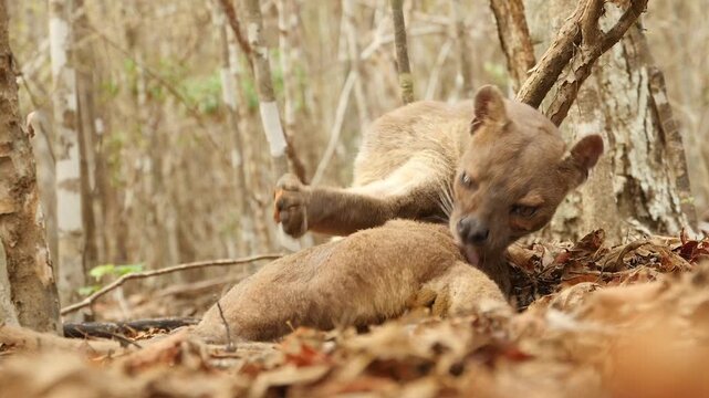 Fossa during mating season grooming her fur, close 14