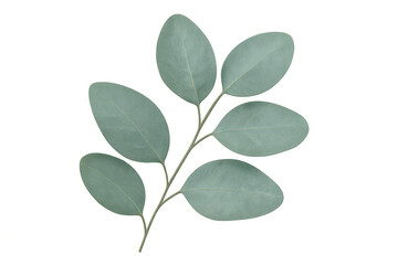 Eucalyptus branch with fresh green leaves, showcasing natural botanical beauty and wellness on a transparent background
