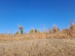 Fototapeta premium trees in the field