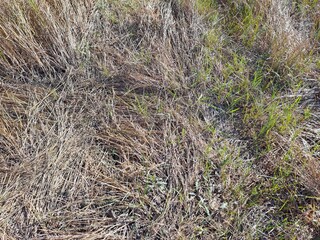 dry grass background