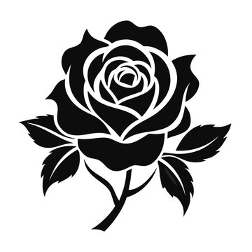 black and white rose