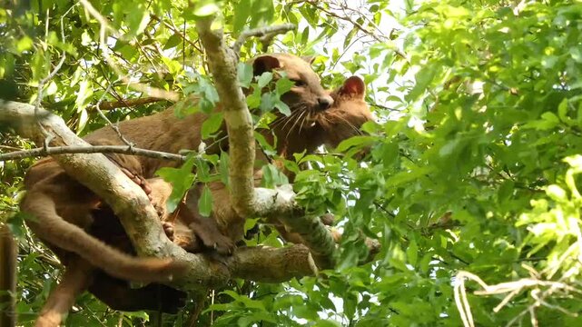 Fossa, Cryptoprocta ferox, copulation high in the tree 25
