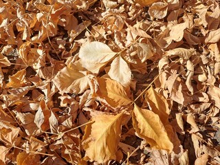 autumn leaves on the ground