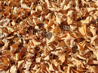 autumn leaves background