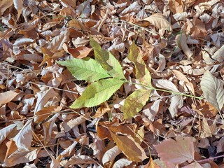 autumn leaves on the ground