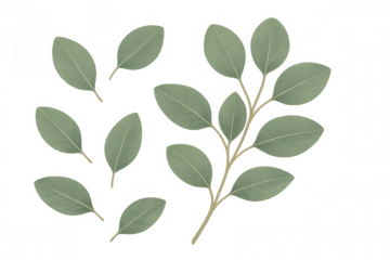 Eucalyptus leaves and branch illustration creating fresh botanical border on transparent background
