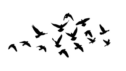 Flying Birds Silhouette in Monochrome Against White Background