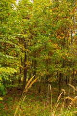 young oak forest in autumn, yellow-green leaves on young oaks in the forest, Polish nature in autumn, oaks in Poland, young deciduous forest in autumn landscape