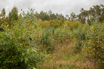 Overgrown field with autumn vegetation under cloudy sky. A wild field filled with tall grass and...