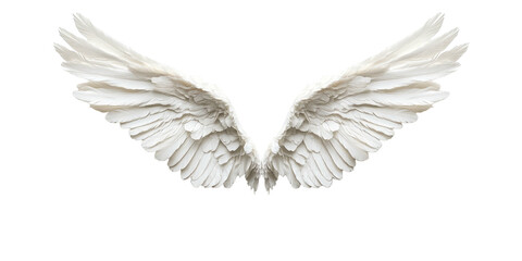 Fototapeta premium Two large spread white wings with many feathers on a black background