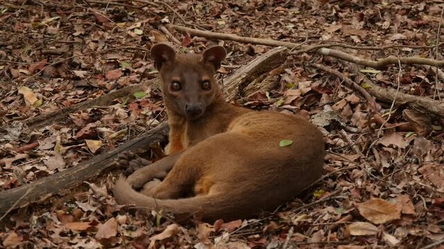 Fossa male, Cryptoprocta ferox, on ground during mating season looking for female in tree 53