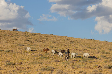Obraz premium Herd of Wild Horses in Autumn in the Utah Desert
