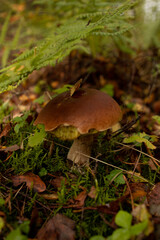 macro photo of white mushroom on a background of fern and fallen brown leaves, mushroom with a white leg and a brown cap on a background, edible autumn white mushroom in the forest, landscape with mus