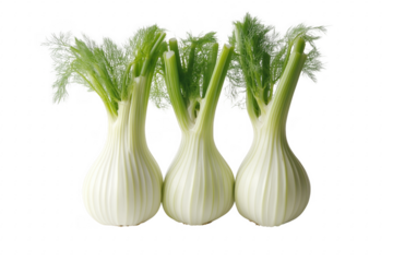 Three bulbous fennel plants isolated on a transparent background