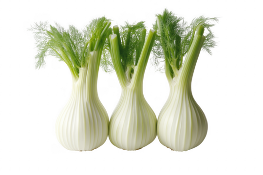 Three bulbous fennel plants isolated on a transparent background