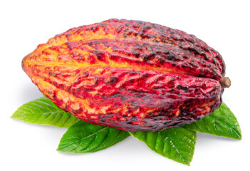 Cocoa fruit or cocoa pod over green leaves isolated on white background. Clipping path.
