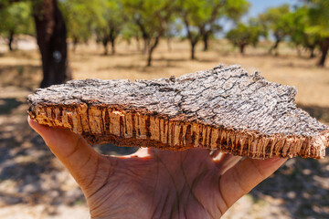 Piece of cork tree bark with corks on it. Cork oak orchard in the background.