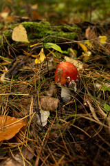 A small red mushroom with white spots grows among dry pine needles and moss on the forest floor. Fallen leaves and natural textures create a warm autumn atmosphere, capturing the quiet beauty of the w