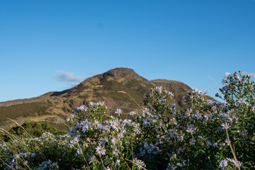mountain flowers