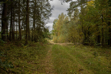 Obraz premium beautiful autumn landscape with a road between two old forests with tall trees and thick green-yellow grass, autumn in the forest, autumn in nature, autumn on the background, October in pictures