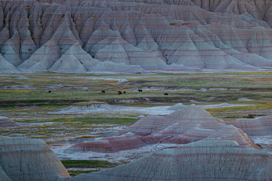 Cows grazing in badlands national park