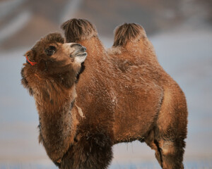 The Bactrian camel, also known as the Mongolian camel, is a large even-toed ungulate native to the...