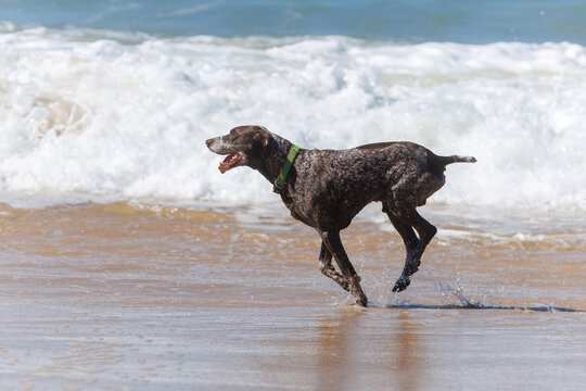 Energetic spotted dog running on the beach