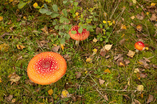 Pair of Red Toadstools Growing in Autumn Woodland
