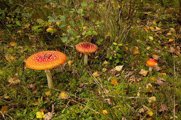 Two Red Fly Agaric Mushrooms in Autumn Forest
