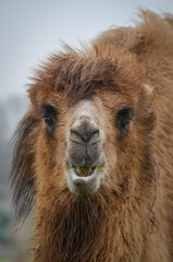 Fototapeta premium The Bactrian camel, also known as the Mongolian camel, is a large even-toed ungulate native to the steppes of Central Asia. It has two humps on its back, in contrast to the single