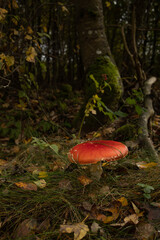 Bright Red Mushroom on Forest Ground in Autumn Light
