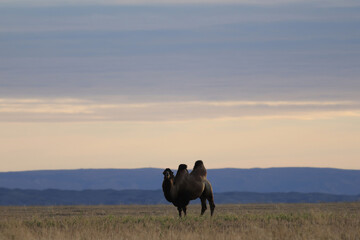 The Bactrian camel, also known as the Mongolian camel, is a large even-toed ungulate native to the steppes of Central Asia. It has two humps on its back, in contrast to the single