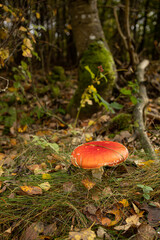orange-red fly agaric on a background of a tree covered with green moss