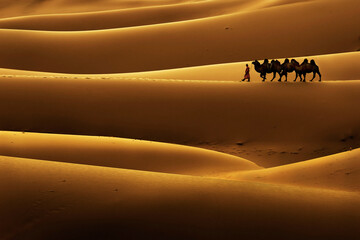 The Bactrian camel, also known as the Mongolian camel, is a large even-toed ungulate native to the...