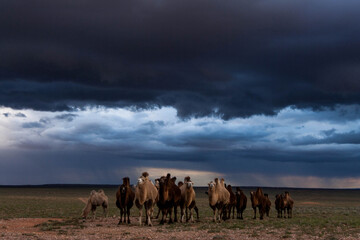 The Bactrian camel, also known as the Mongolian camel, is a large even-toed ungulate native to the...