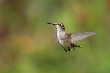 A ruby-throated hummingbird flying in a flower garden